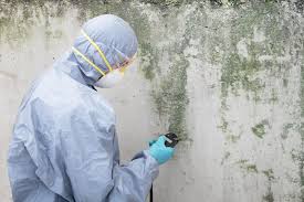 Why You Should Choose Our Mold Remediation Services in Dennison, OH